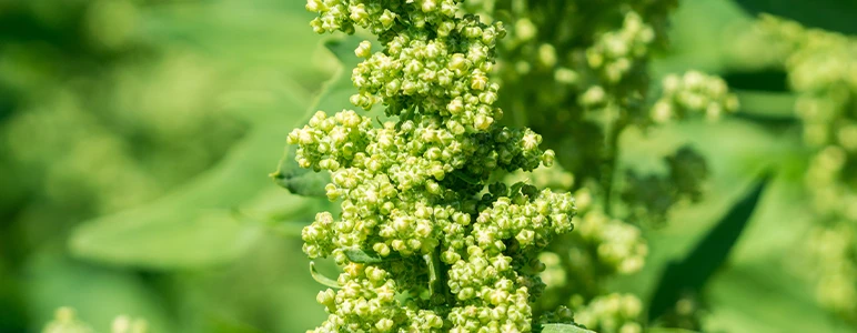 quinoa