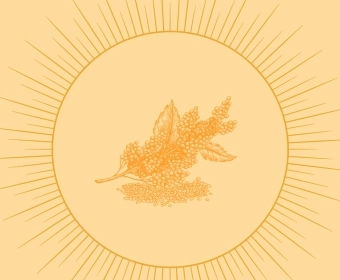 Quinoa_THUMB.webp
