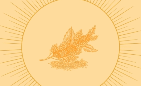 Quinoa | A Climate Proof Food