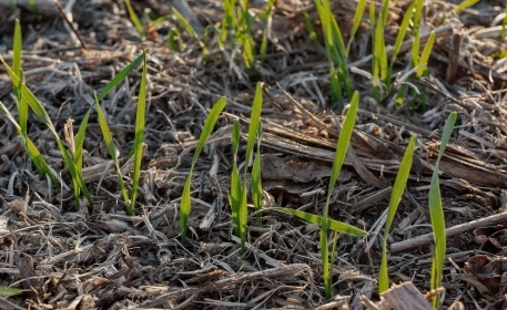 Regenerative Agriculture | How It Works
