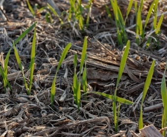 Regenerative Agriculture | How It Works