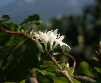 repurposing-coffee-plantations-thumb.webp