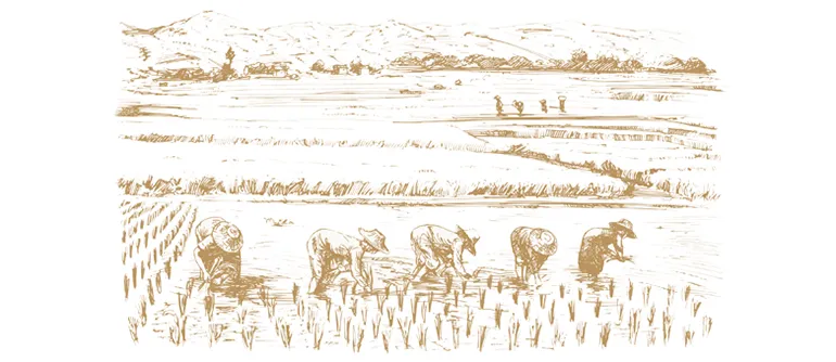 Rice in Asia