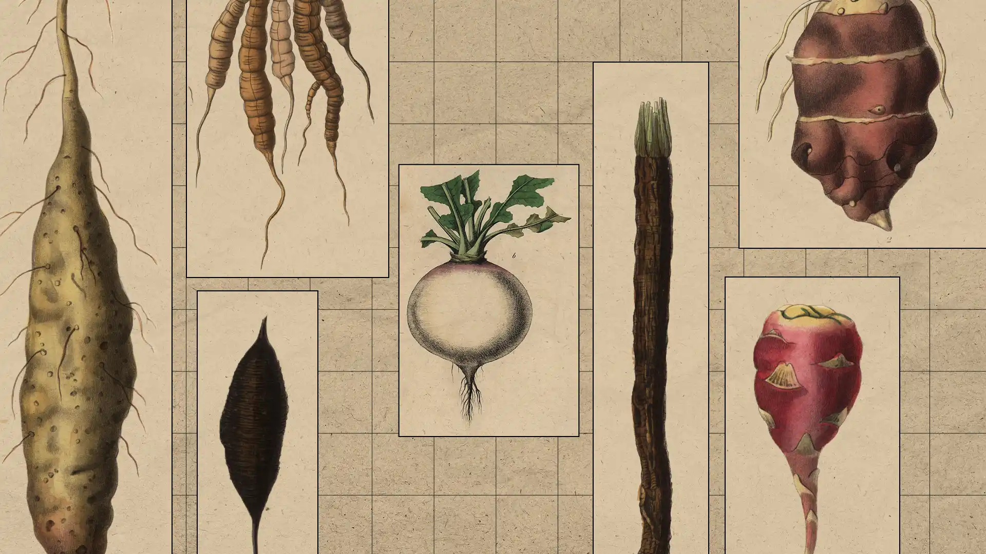 root_veg_banner.webp
