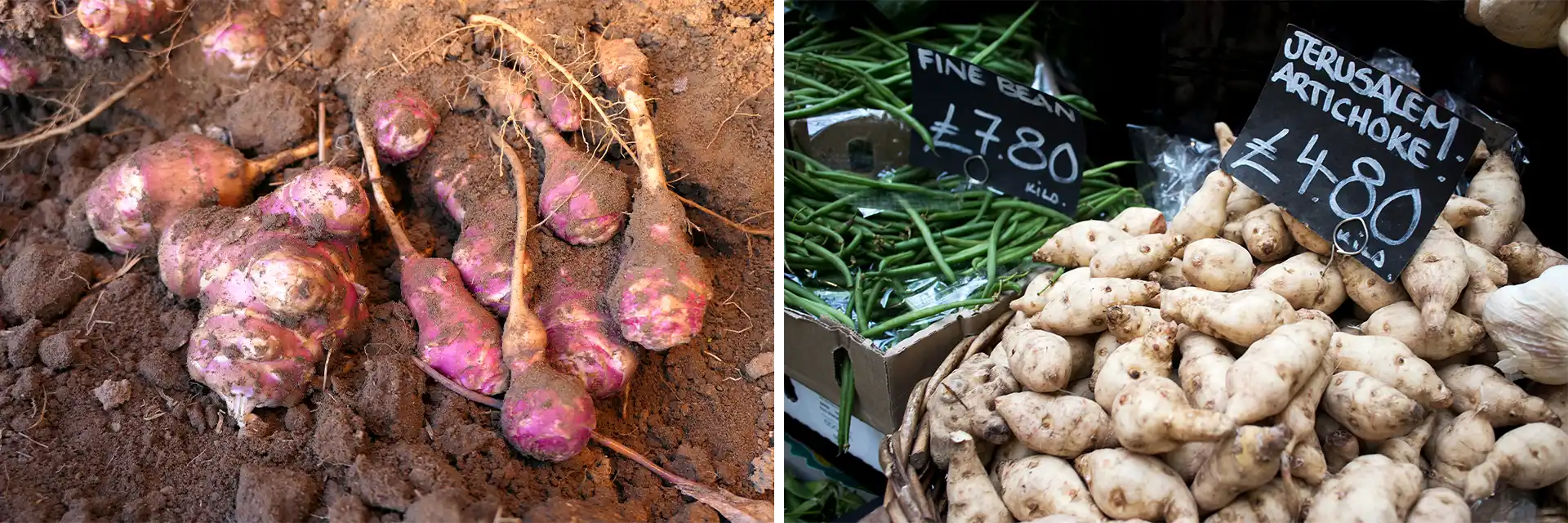 Jerusalem Artichoke  