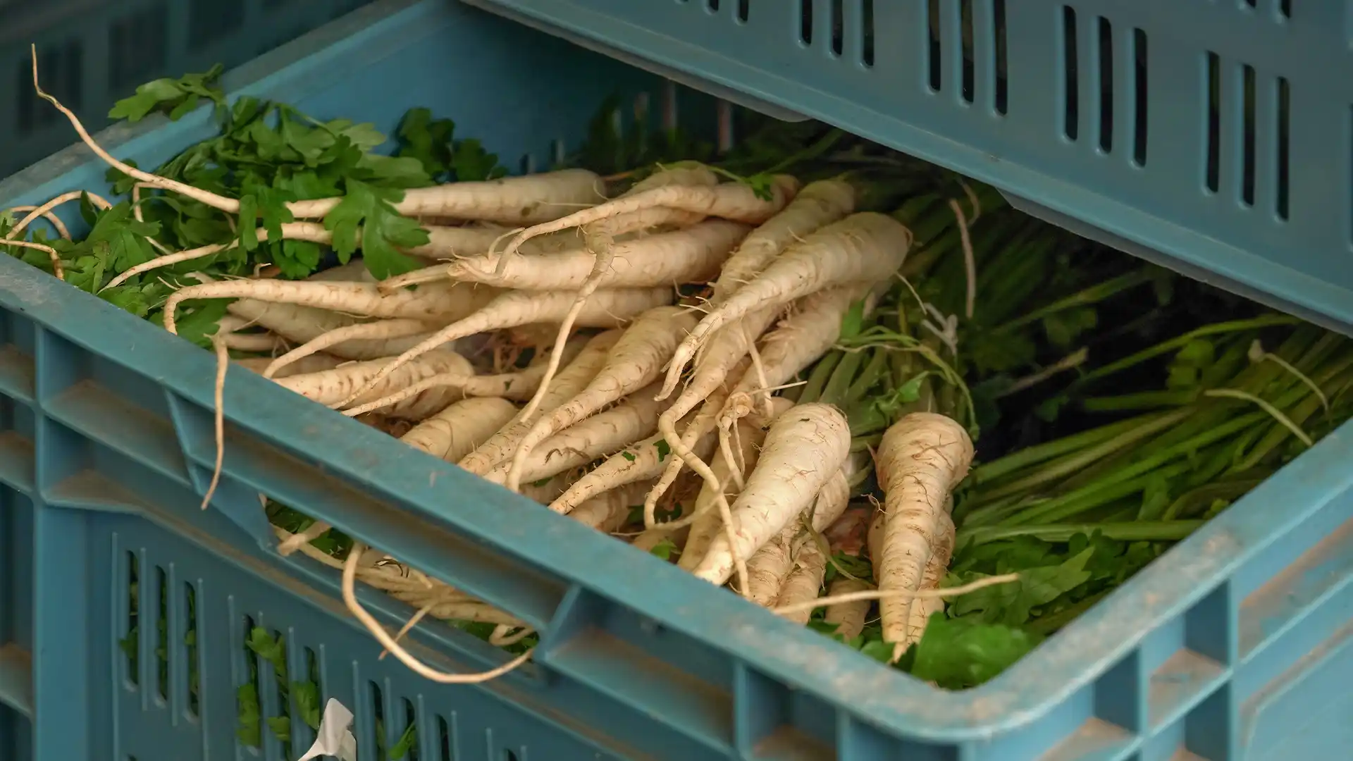 Parsnip 