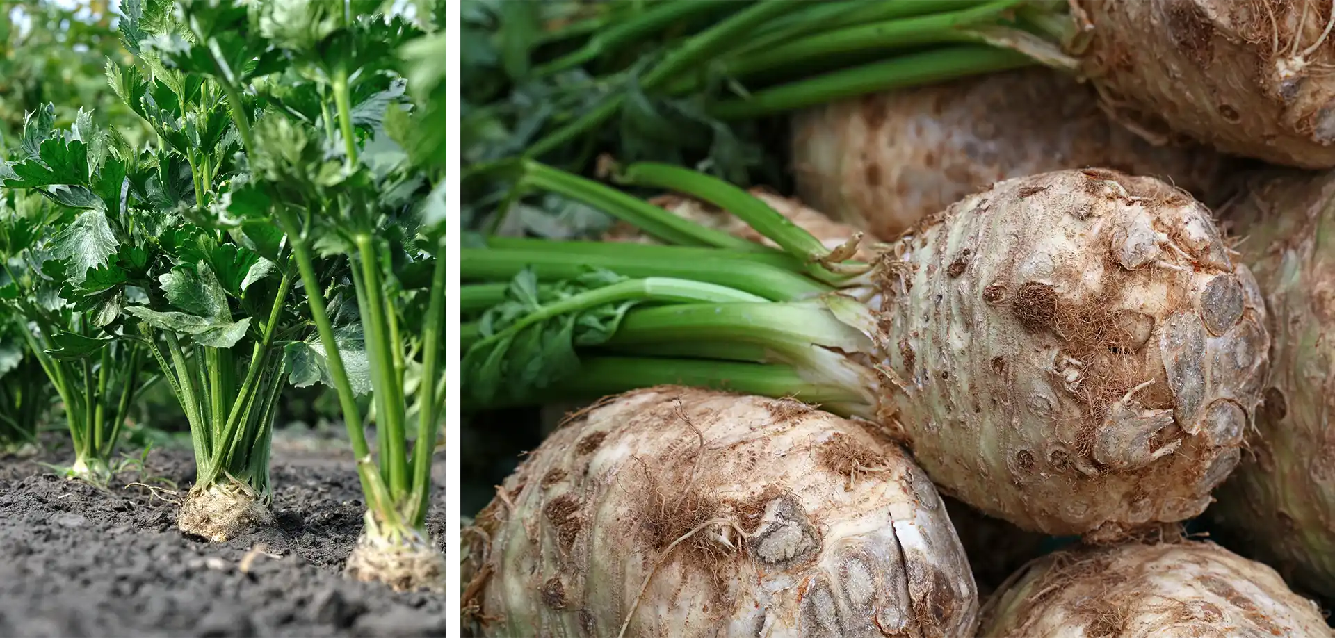 Celery Root