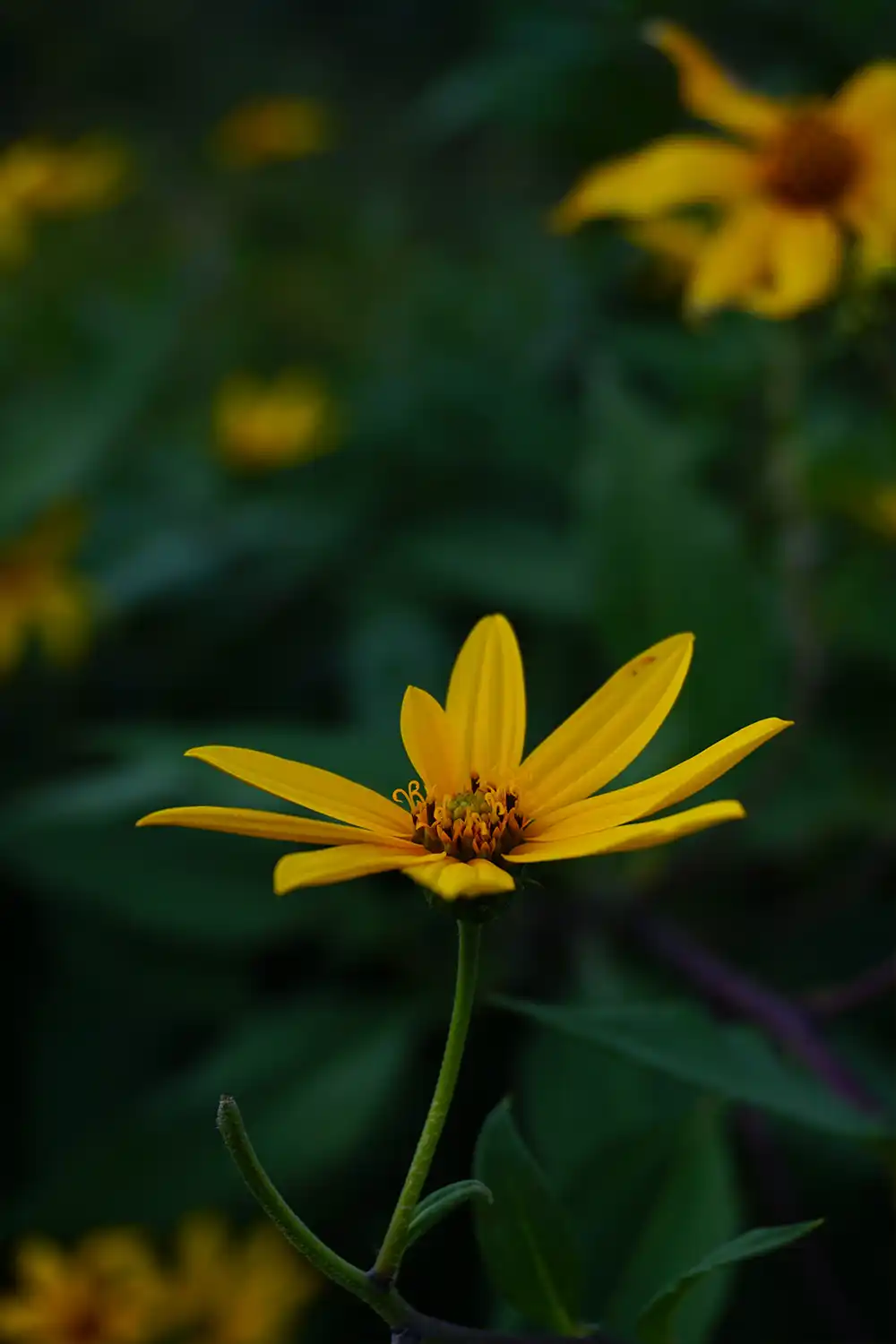 flower of Jerusalem Artichoke  
