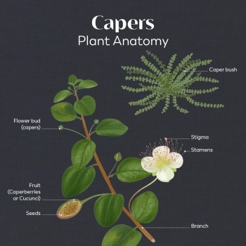 Capers plant anatomy