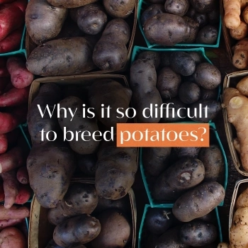 Why is it so difficult to breed potatoes? 