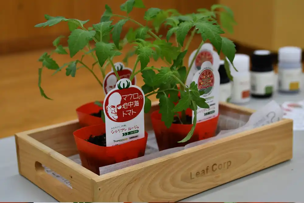 Sale of 1st CRISPR-Cas9 gene edited tomato seedlings begins in Japan