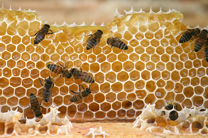 honey bee
