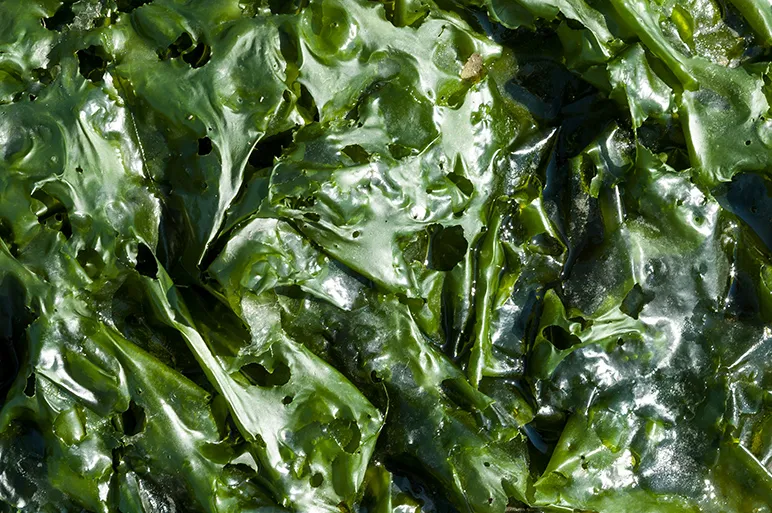 Sea lettuce