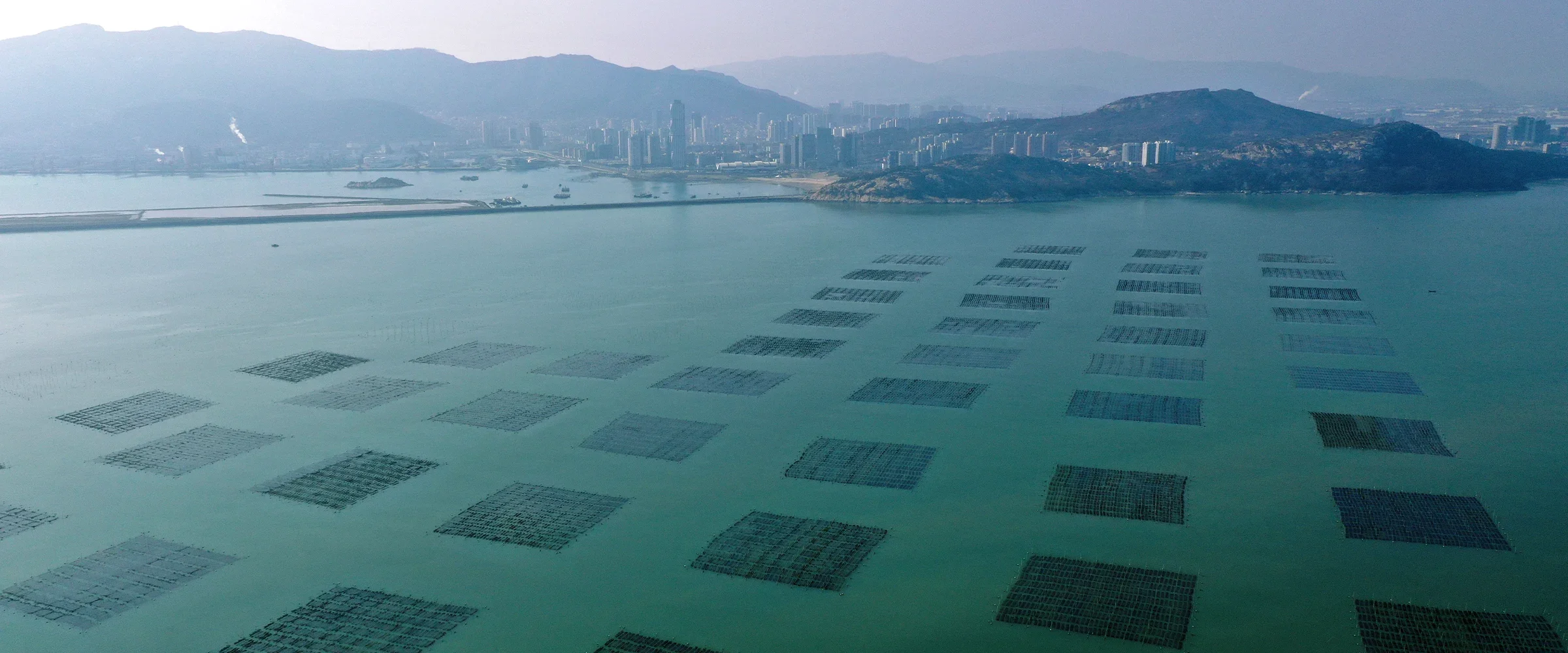 Offshore seaweed harvesting