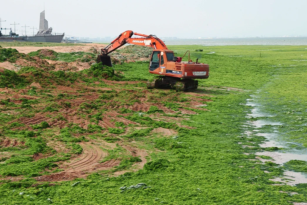 Every spring since 2007, macroalgal blooms have occurred along the Yellow sea coast