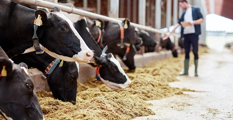 Cows feeding