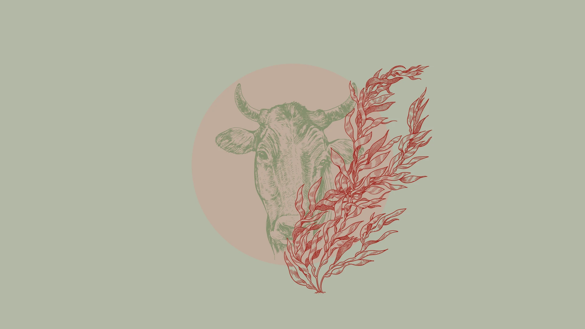 Seaweed_Methane_Article_Header.webp