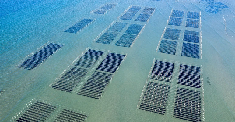 Seaweed farm