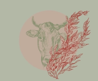 Seaweed_Methane_Article_Thumb.webp