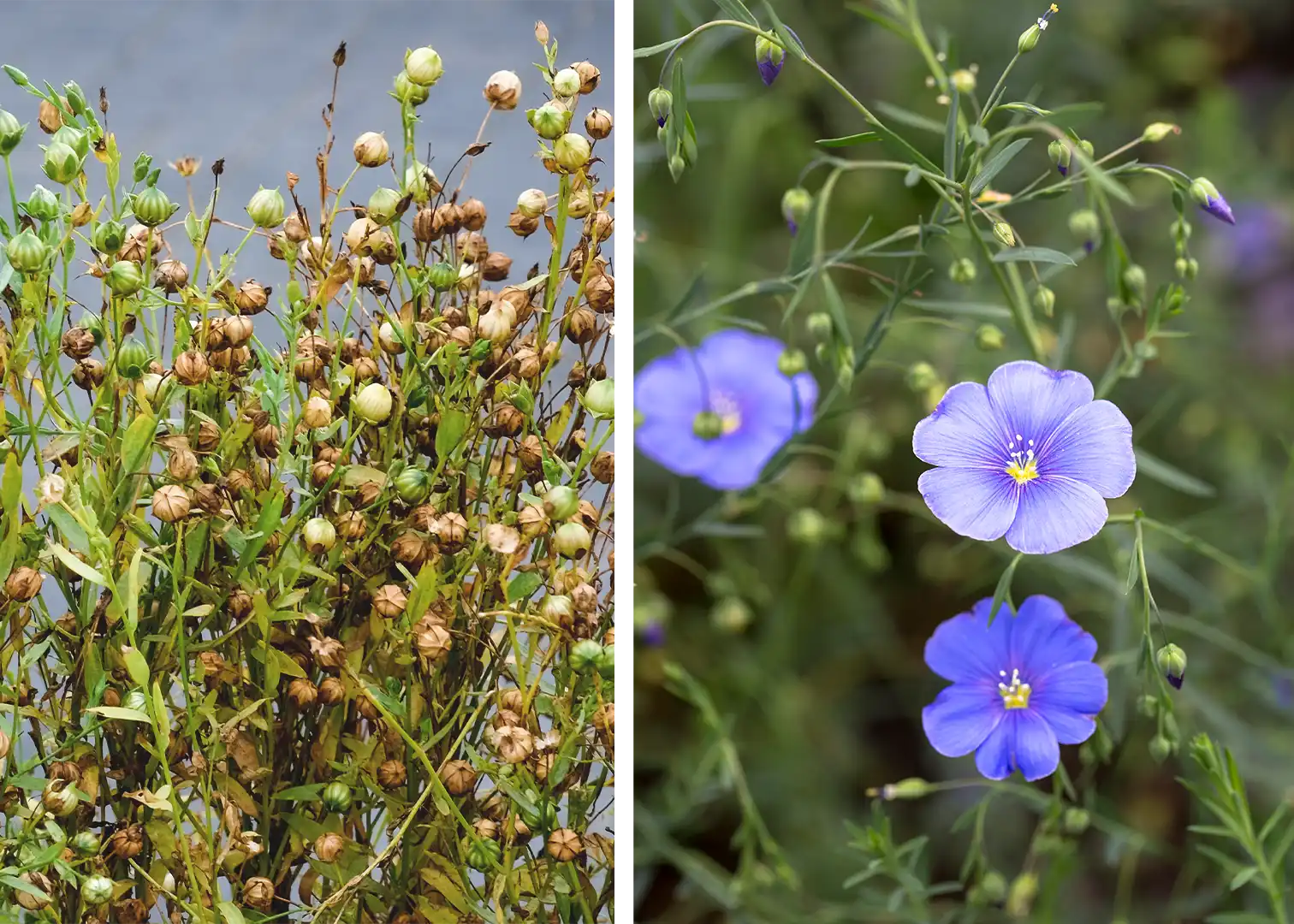should you eat seed oil? 