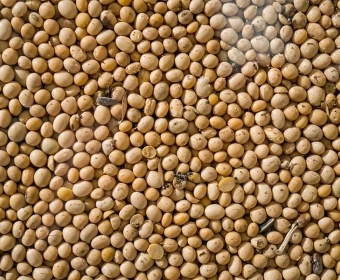 soy-cost-of-production-category.webp