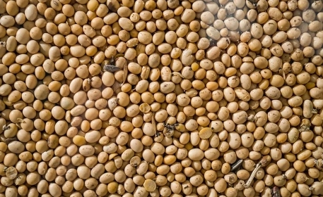 Is Soy Bad for the Environment?