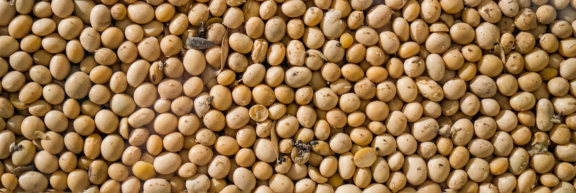 soy-cost-of-production-header.webp