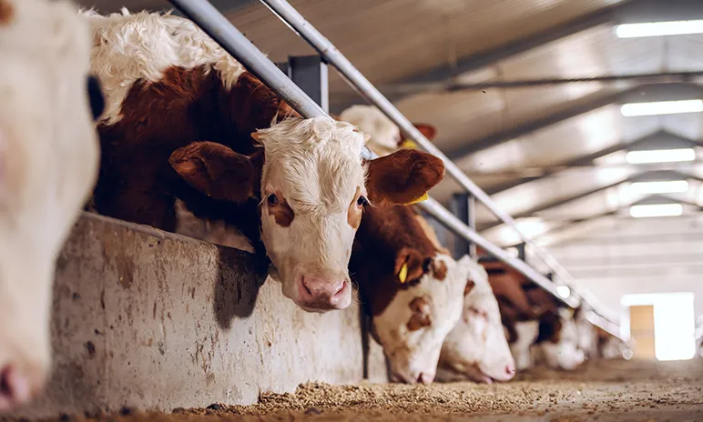 Cows
