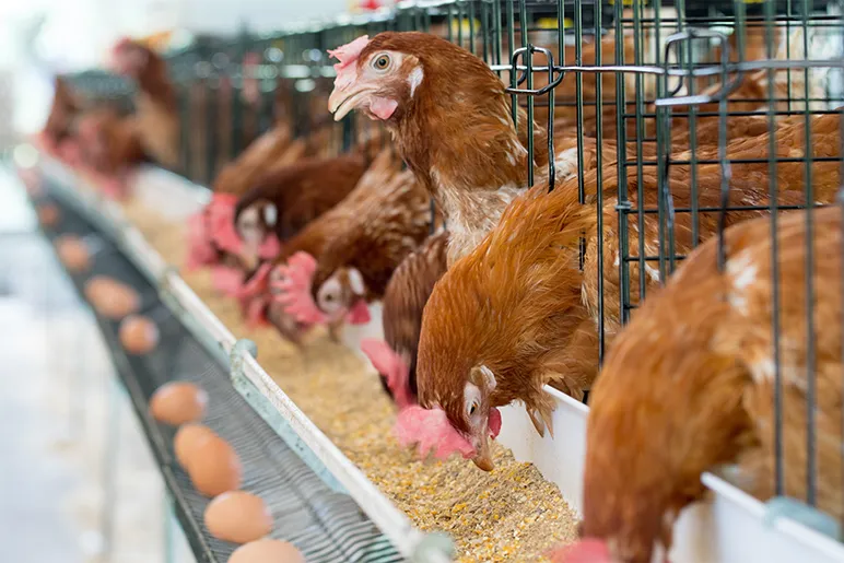 Chickens