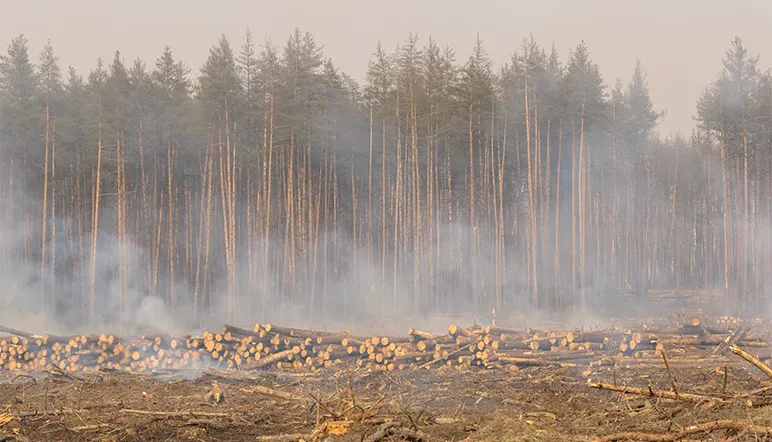 deforestation