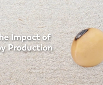 Soy_Production___The_Second_Largest_Driver_of_Deforestation.webp