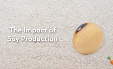Soy Production | The Second Largest Driver of Deforestation