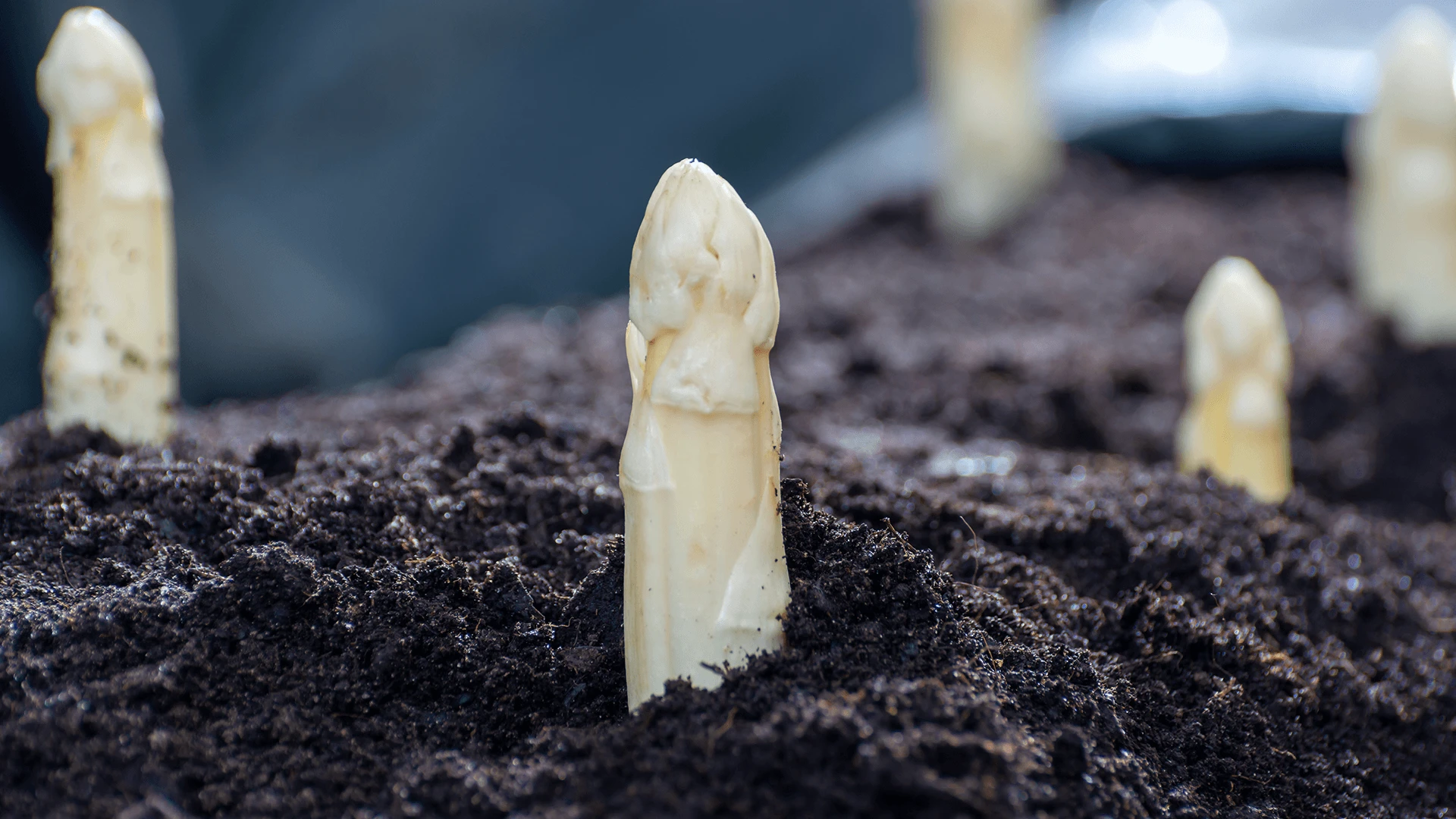 Gemüse des Monats: Spargel (Asparagus officinalis)