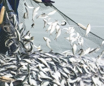 SustainableFishingQuotas_thumb.webp