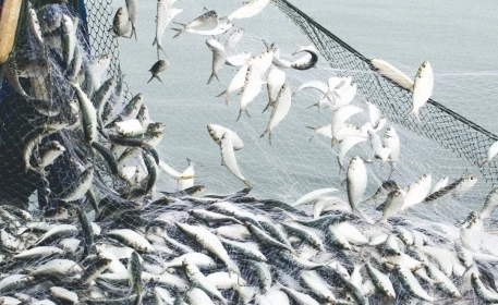Sustainable Fishing Levels & Quotas | How It Works