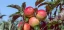 The-Carbon-Footprint-of-Regional-and-Imported-Apples_Image3.webp