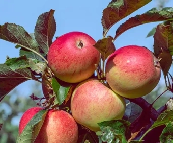 The-Carbon-Footprint-of-Regional-and-Imported-Apples_Image3.webp