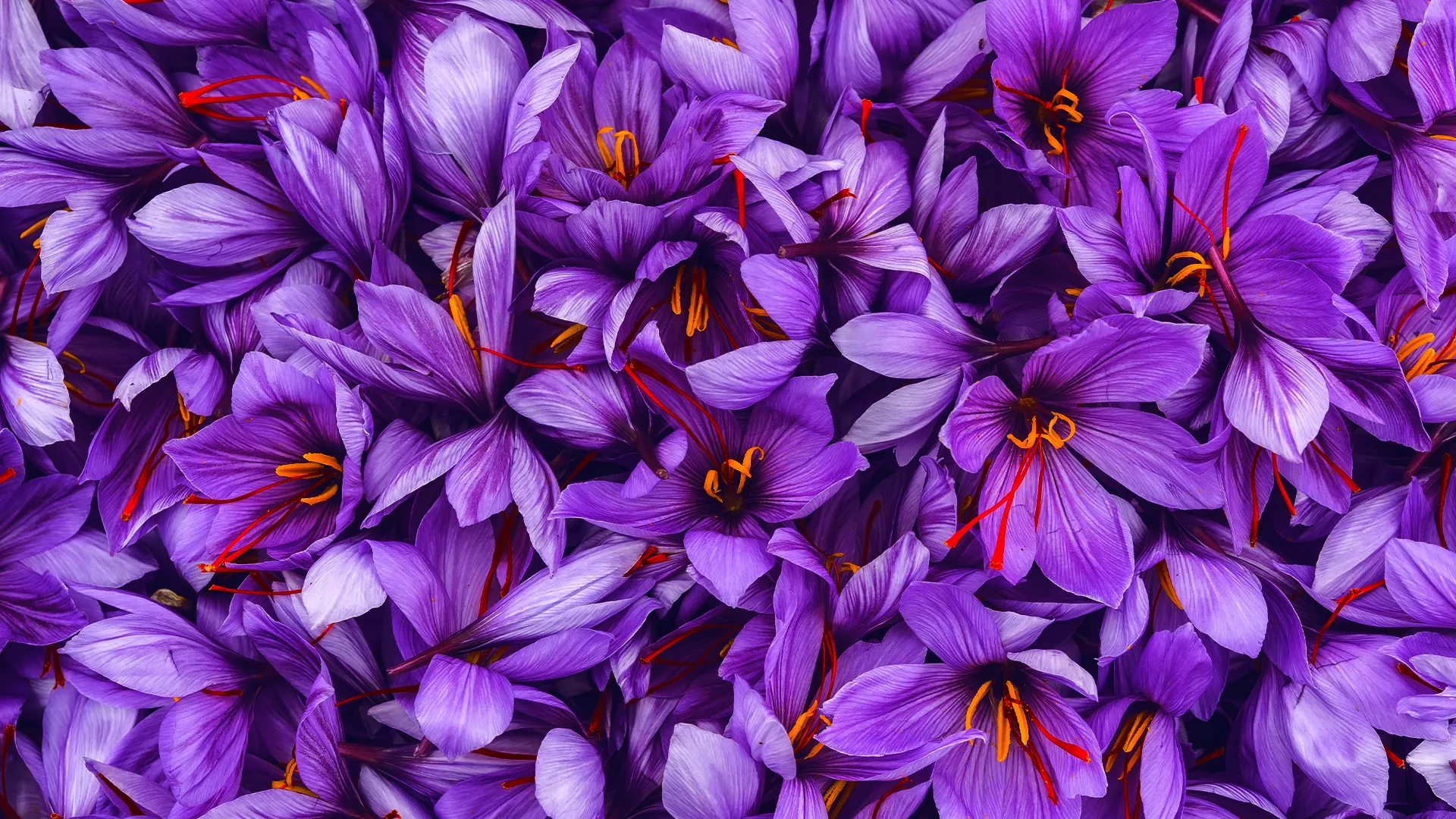 The_Price_of_Saffron_Banner.webp