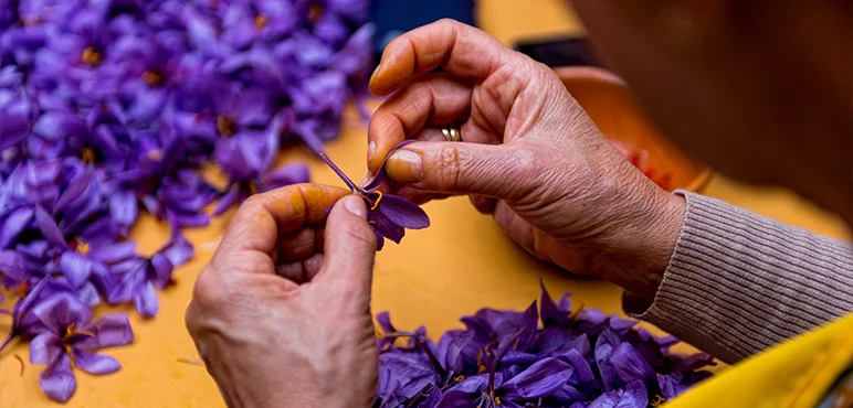 saffron