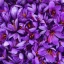 The_Price_of_Saffron_Thumb.webp