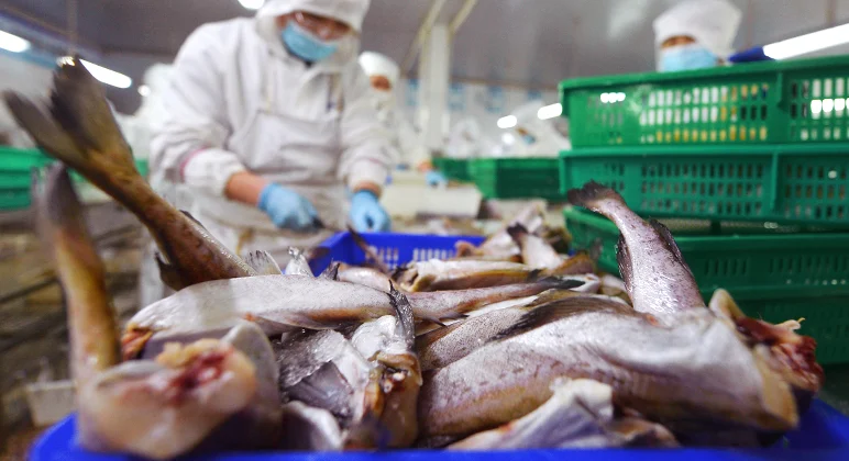 Fish factory