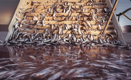The Problem with Seafood Supply Chains
