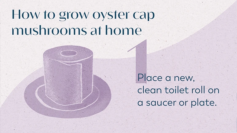 How to grow oyster cap mushroom at home