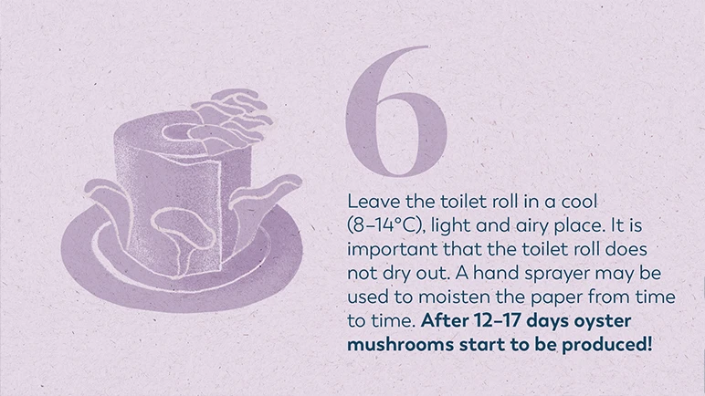 How to grow oyster cap mushroom at home 