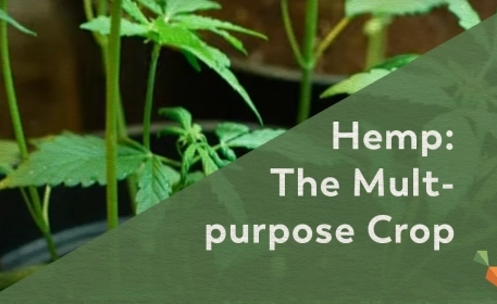 The Sustainability of Hemp | Food & Other Uses In Iceland