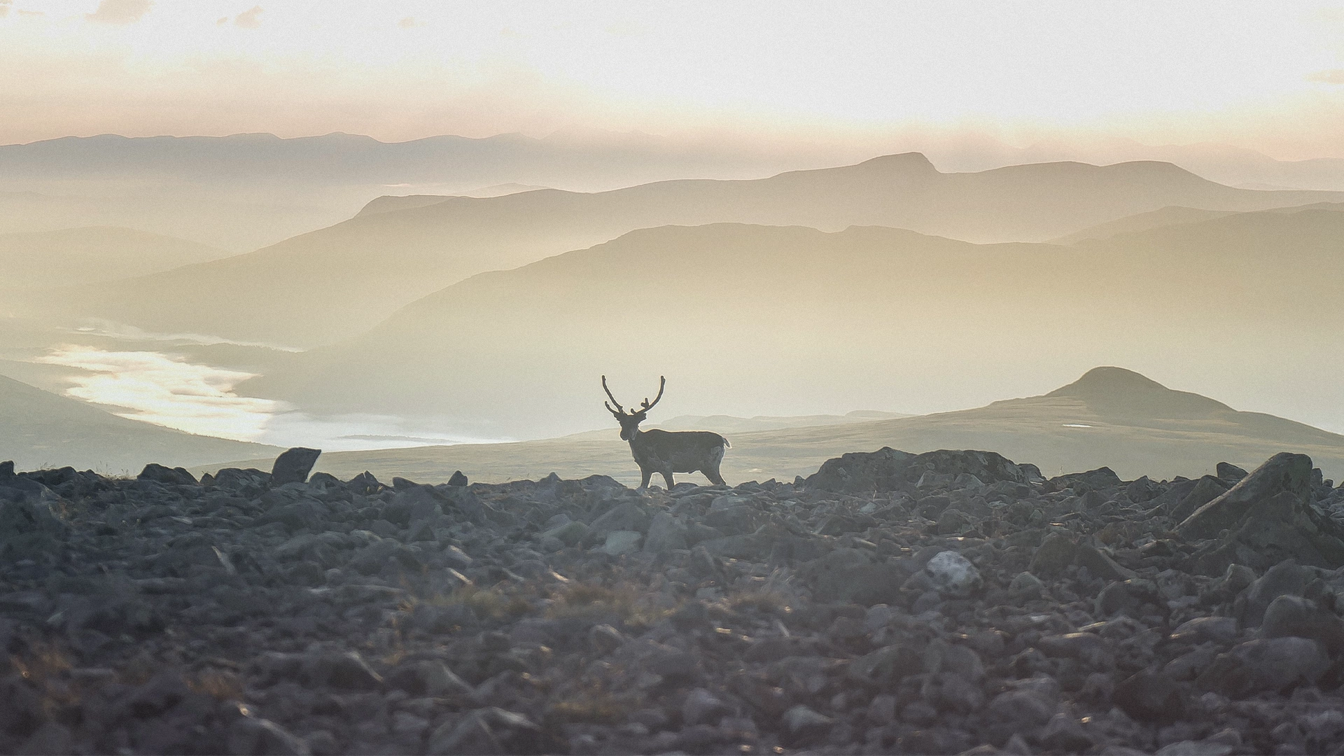 The_World_Of_Hunting_Norway_Banner.webp