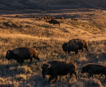 Regenerative Lessons From Indigenous Food Systems