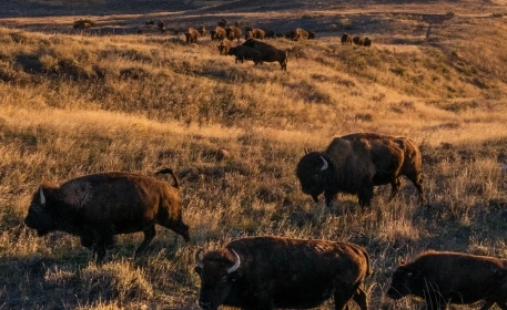 Regenerative Lessons From Indigenous Food Systems