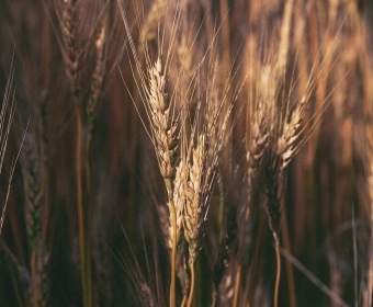 Thumb_Wheat_Big_4.webp