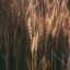 Thumb_Wheat_Big_4.webp